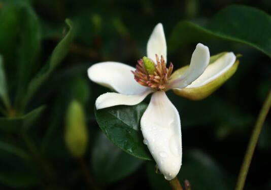 白兰花叶子发黄怎么办，白兰花什么时候剪枝/补水、遮阴