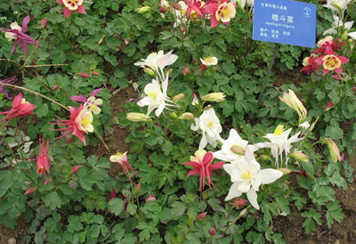 耧斗菜的繁殖方法