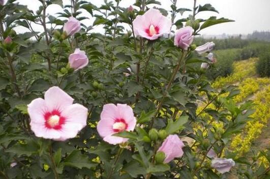 木槿花怎么施肥，木槿花的施肥方法/营养均衡切勿过量