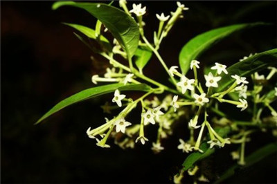 夜来香的种植方法