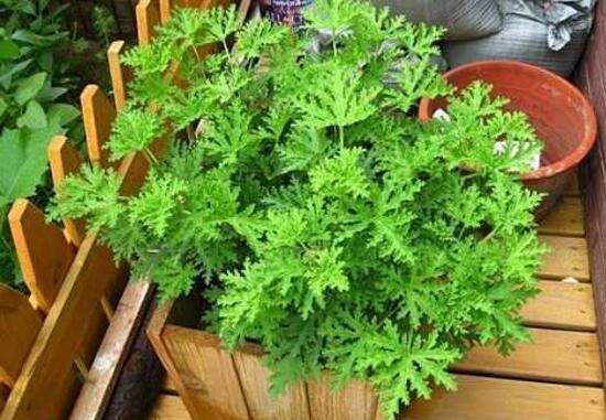 驱蚊草怎么养,驱蚊草的养殖方法和注意事项/温度高效果好