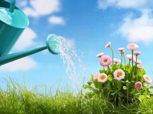 大丽花怎么浇水/根据气候控制浇水量/夏季可多浇
