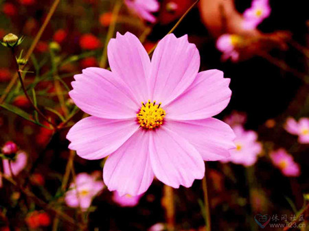 格桑花怎么种