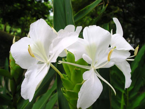 姜花(蝴蝶百合、穗花山奈、姜兰花)的介绍与养护