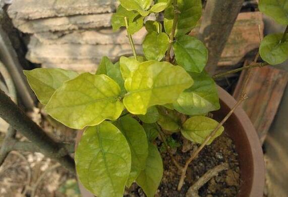 茉莉花叶子发黄怎么办，7大妙招让您的茉莉焕发第二春