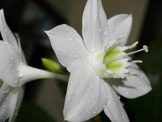 怎样使白兰叶茂花繁