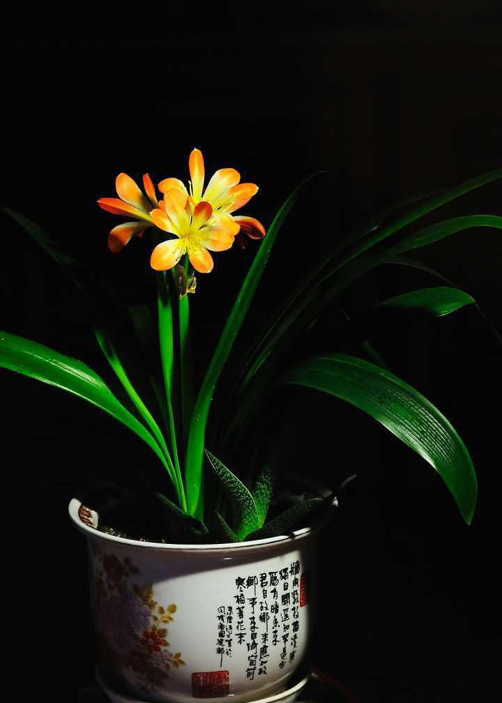 高温季节如何养护君子兰?