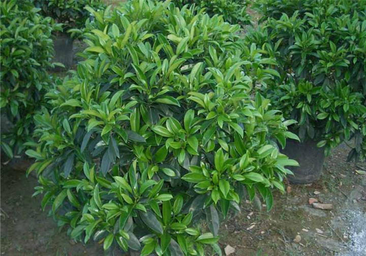 非洲茉莉的养殖方法及其注意事项