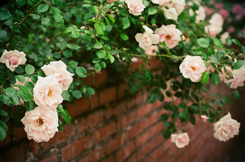 花朵枯萎解救法