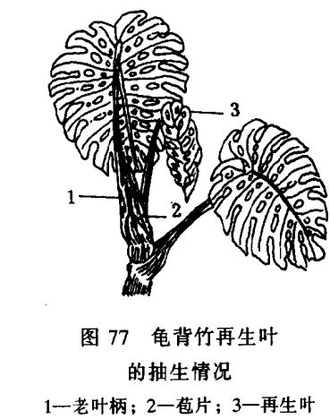 怎样繁殖龟背竹