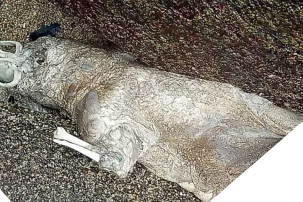 0104海漂猪现场》海巡弟兄发现案情不寻常!海漂垃圾夹带猪尸侵袭金门