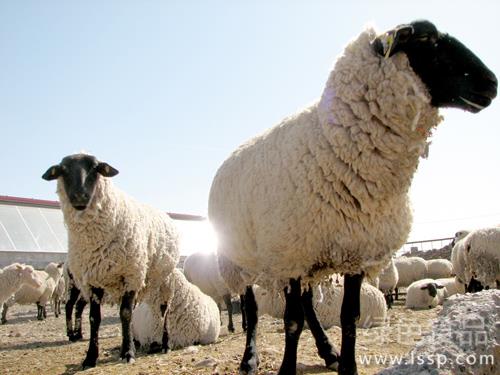 改进传统饲养方法肉羊育肥科学管理技巧