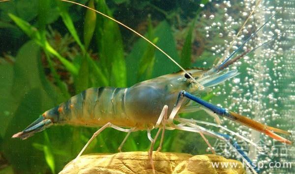 青虾、河蟹产量高、效益好，把握“六关”很重要