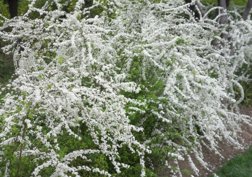 喷雪花需要修剪吗养殖方法