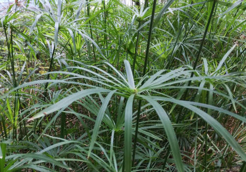 旱伞草如何水培注意事项