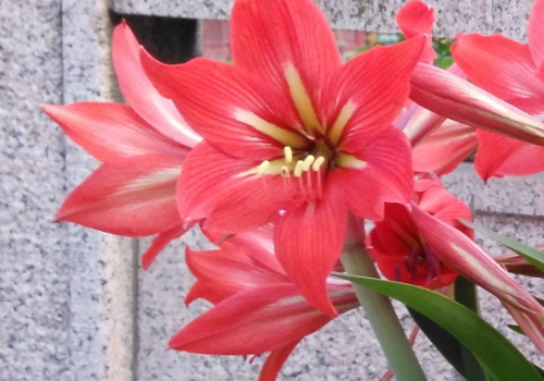 朱顶红花语是什么怎么繁殖