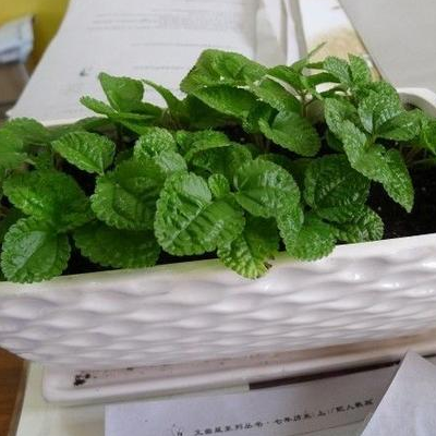 皱叶薄荷的养殖方法和圆叶冷水花的区别