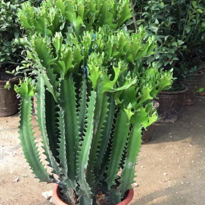 龙骨植物怎么养避煞吗