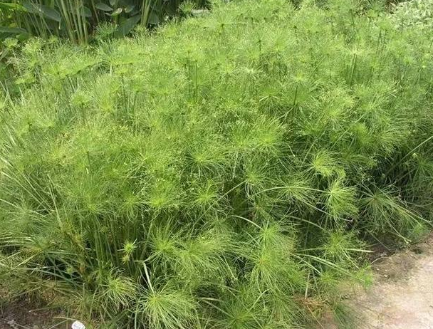 水养能爆盆的植物有哪些纸莎草凤眼莲大薸