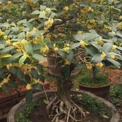 盆栽桂花树种植技术多少钱一盆