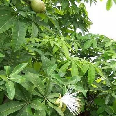 发财树怎么养开花开花图片是怎样的