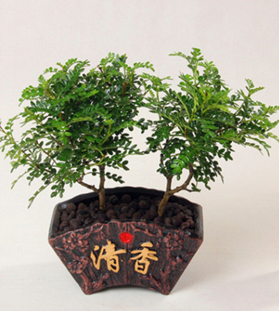 清香木如何修剪如何正确繁殖