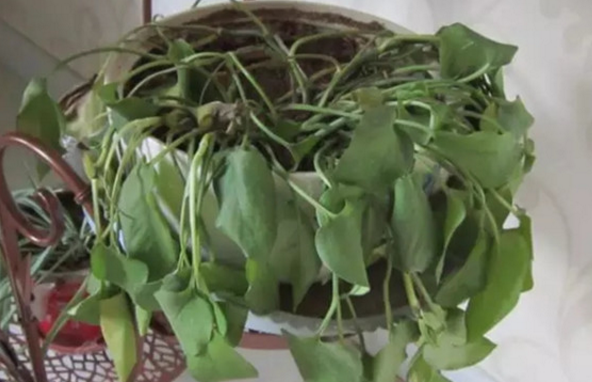 植物旱死涝死烧死虫害挽救办法以铜钱草绿萝为例