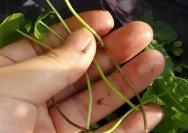 铜钱草怎么扦插根茎怎么水培