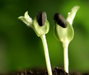 勿忘我种子怎么种植如何整形与修剪