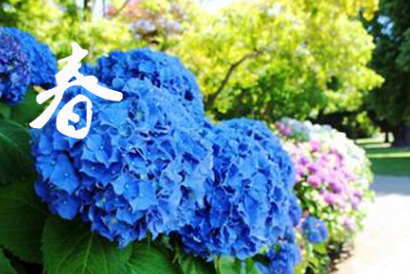 八仙花绣球花四季管理养护切花怎么保鲜