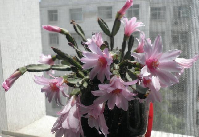 落花之舞不开花怎么回事与母株和扦插或嫁接有关