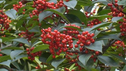 冬青种植技术种类有哪些