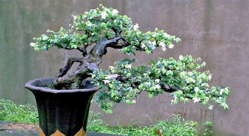 白花檵木盆景的养殖方法价格是多少
