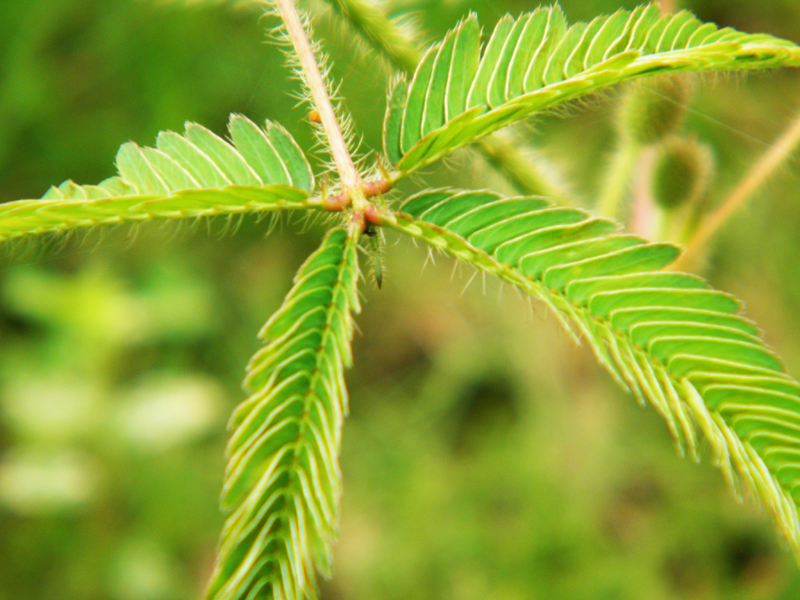 含羞草的资料含羞草如何养殖