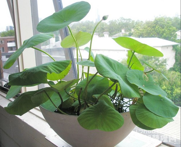盆栽花卉种植技巧盆栽花卉价格