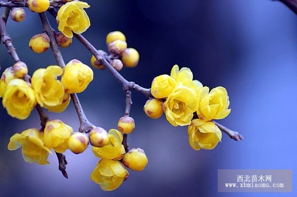 腊梅的养殖方法