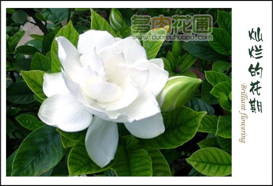栀子花的养殖方法