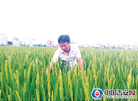 记种粮大户郭唐生的致富经