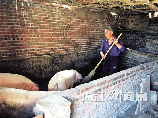 种甘蔗葡萄,饲养生猪“硬老汉”走上脱贫致富路