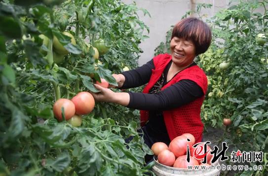 刘艳红：奏响大棚蔬菜的“合作摇滚”