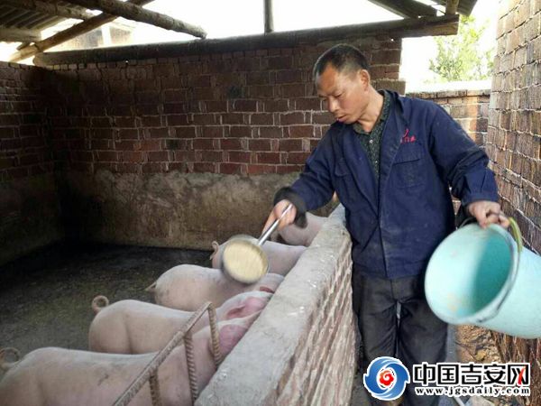 “猪倌”李小刚的幸福年