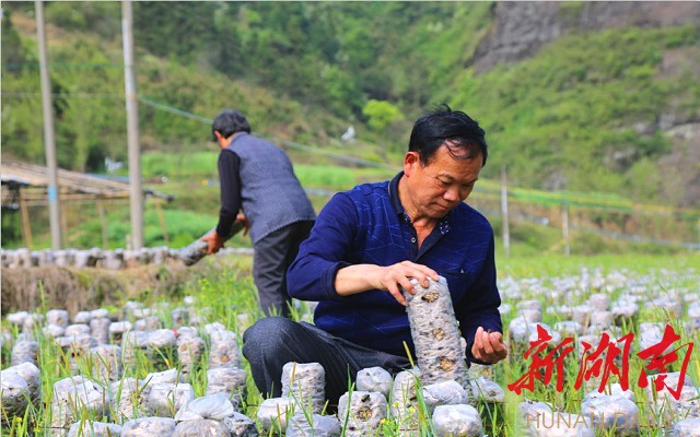 辰溪：小木耳开出“致富花”