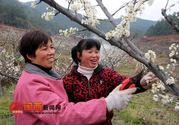 连城四堡马莲英:种果致富的女能人