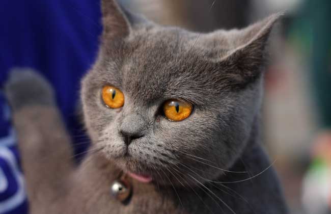 英国短毛猫多少钱一只?