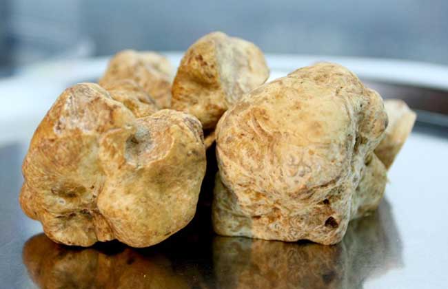 白松露菌价格多少钱?