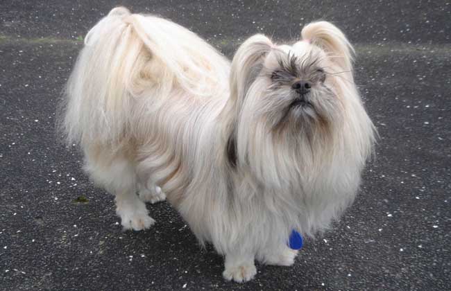 拉萨犬多少钱一只?