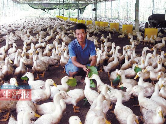 多年打工碌碌无为南宁男子回乡养鸭年赚十万