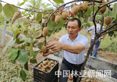 黄祖伍：回乡也有致富路，增收仰仗猕猴桃
