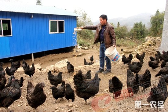 冉俊万“念”起富民养鸡经