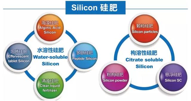 带你揭开硅肥的神秘面纱